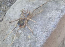 Ядовитые пауки фаланги атаковали целый двор, - "Блокнот Волгограда"