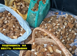 В Волгограде сморчки продают по цене мяса, в Камышине - по цене костей от мяса