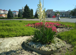 В Камышине расцвели сочинские юкки - ароматные "пирамиды" кремовых колокольчиков
