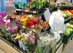 Витрины сетевых магазинов в Камышине постепенно стали превращаться в оранжереи