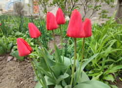 В Камышине пойдет дождь 24 апреля - хорошо, что не снег!