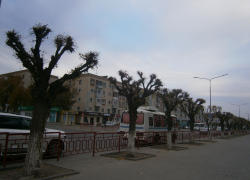 "Формированием крон достигается максимальный декоративный эффект": Камышин «озеленяют» назло жителям?