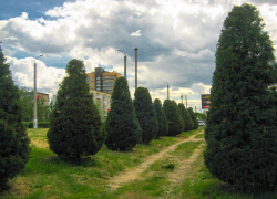 Если хорошо постричь туи, будут привлекательно выглядеть даже они, - камышанка