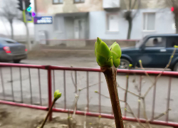 Плюсовая температура сохранится в Камышине сегодня, 11 января