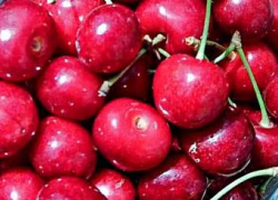 Камышане могут покупать иранскую черешню без опаски