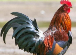 Камышанин обратился в полицию с заявлением о привлечении к ответственности петуха за громкое кукареканье