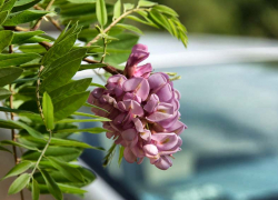 Власти Камышина доложили, что в 2025 году высадили больше полутысячи деревьев и кустарников в городе