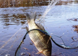 В Камышине возбуждено уголовное дело по факту незаконной добычи водных биологических ресурсов