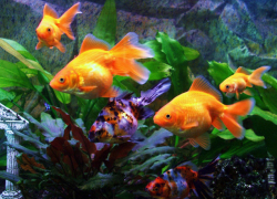 В Камышине обросла невероятными слухами версия отравления женщины лечебным раствором для аквариумных рыбок