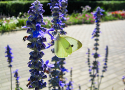 Порцию летней свежести ощутят камышане: погодная повестка на 19 августа