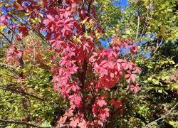 Аномально жаркий октябрь спрогнозировал Гидрометцентр в Волгоградской области