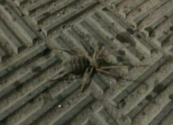 Волжанин во второй раз за июль встретил гигантского «зубастого» паука-сольпугу, "страшилища" появляются и в Камышине