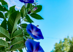 В Камышине сегодня, 28 августа, +25, но жара будет нарастать