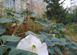 В центральную городскую больницу Камышина доставили с отравлением двух парней, наевшихся семян "красивых белых цветов"