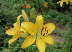 Солнце, дождь и магнитная буря: погода в Камышине 23 июня