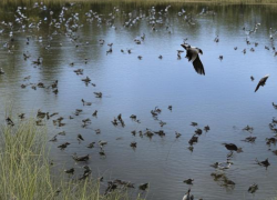 Когда в Камышинском районе откроется охота на птиц