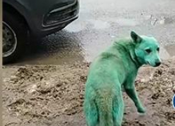 В волгоградских пабликах гадают, почему на улицах областного центра позеленели собаки (ВИДЕО)