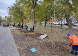 В Камышине в парке "Топольки" начали высаживать новые деревья
