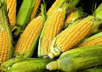 Более центнера кукурузы украл сельский житель в поле под Камышином