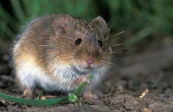 Мыши нарыли почти 20 нор на гектар и грозятся съесть все, что попадется им «под руку» в Волгоградской области