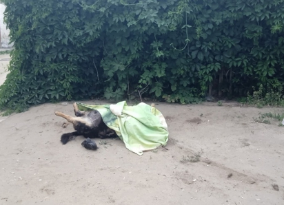 Горожане содрогаются от трупов собак на улицах Камышина - официальные власти о ситуации молчат