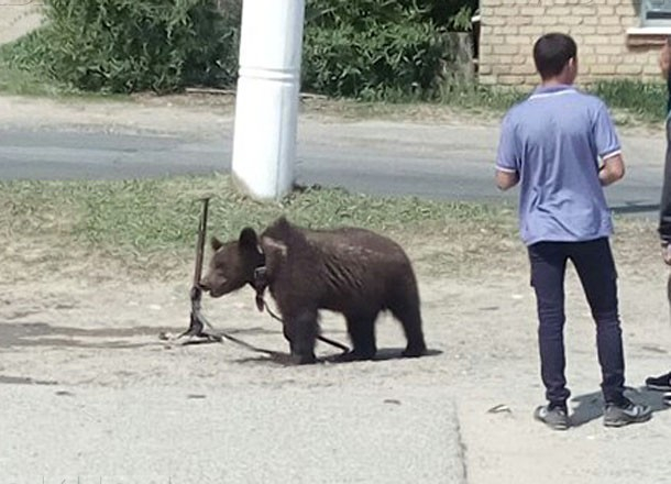 Издевательства над беззащитным цирковым медвежонком в Михайловке Волгоградской области попали на видео