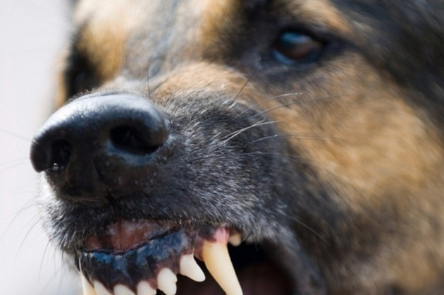 В Камышине начался отстрел бездомных собак