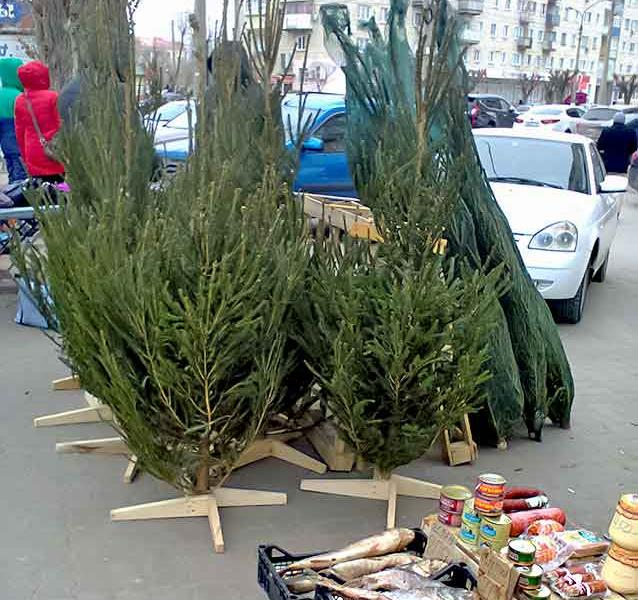 Продавцам елок в Камышине придется увозить обратно нераскупленный товар?