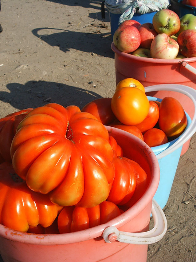 Администрация Камышна обнародовала городские площадки, где можно продавать овощи и фрукты