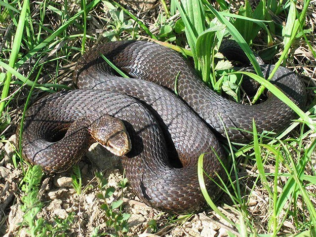 Огромная неизвестная змея напугала городских дачников под Липовкой в Камышинском районе