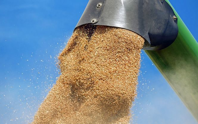 В Камышинском районе собрано 50 тысяч тонн зерна