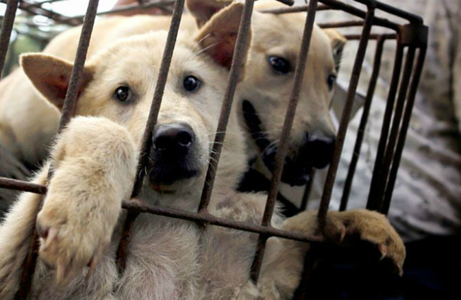 Защитники животных Камышина подписывают петицию против забоя четвероногих для фестиваля собачьего мяса в Китае
