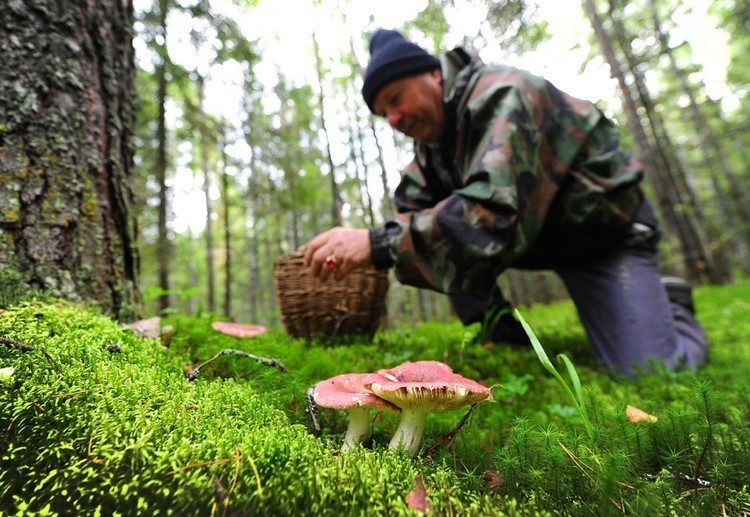 В регионе в этом году 15 человек отравились грибами