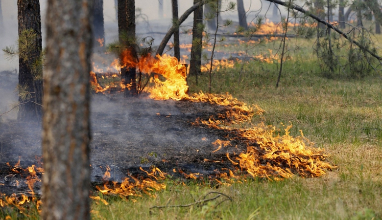 МЧС предупреждает о высокой пожароопастности, а синоптики предвещают Камышину отсутствие дождей