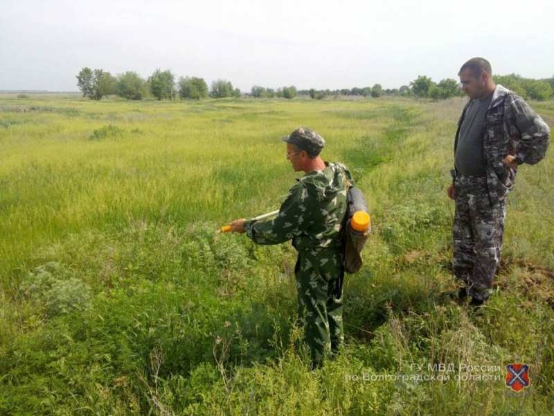 С полей Волгоградской области поплыли «ароматы» уничтожаемой дикой конопли