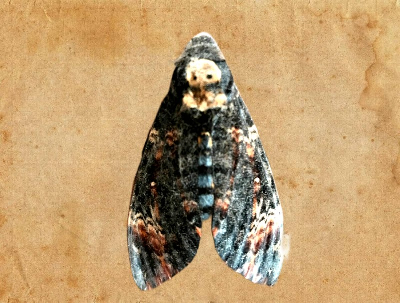Древний предвестник эпидемии и войны, бабочка с «мертвой головой» прилетела в Волгоградскую область