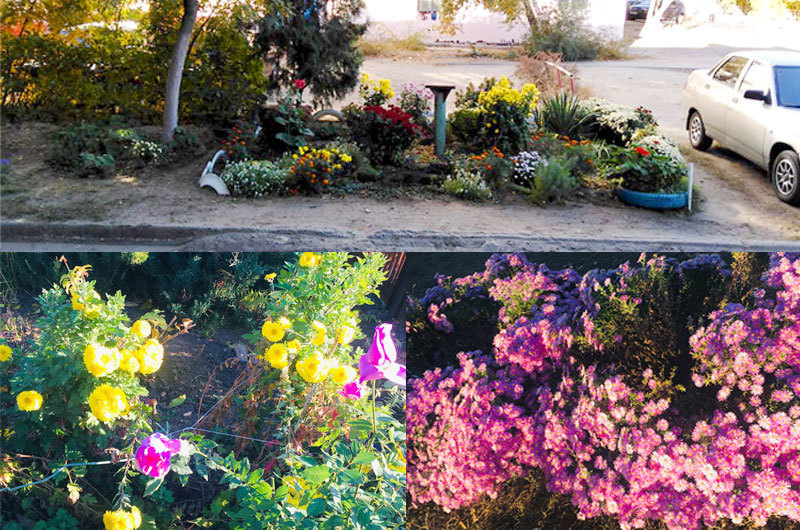 В Камышинских дворах до сих пор стоит цветочный сад