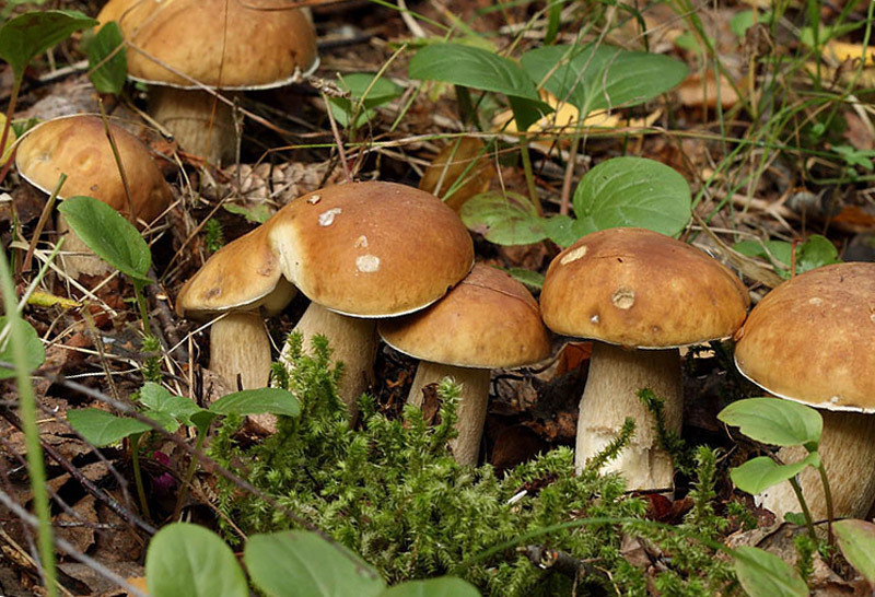Грибники из Камышина приняли участие в массовом сборе грибов и попутно убрались в лесу