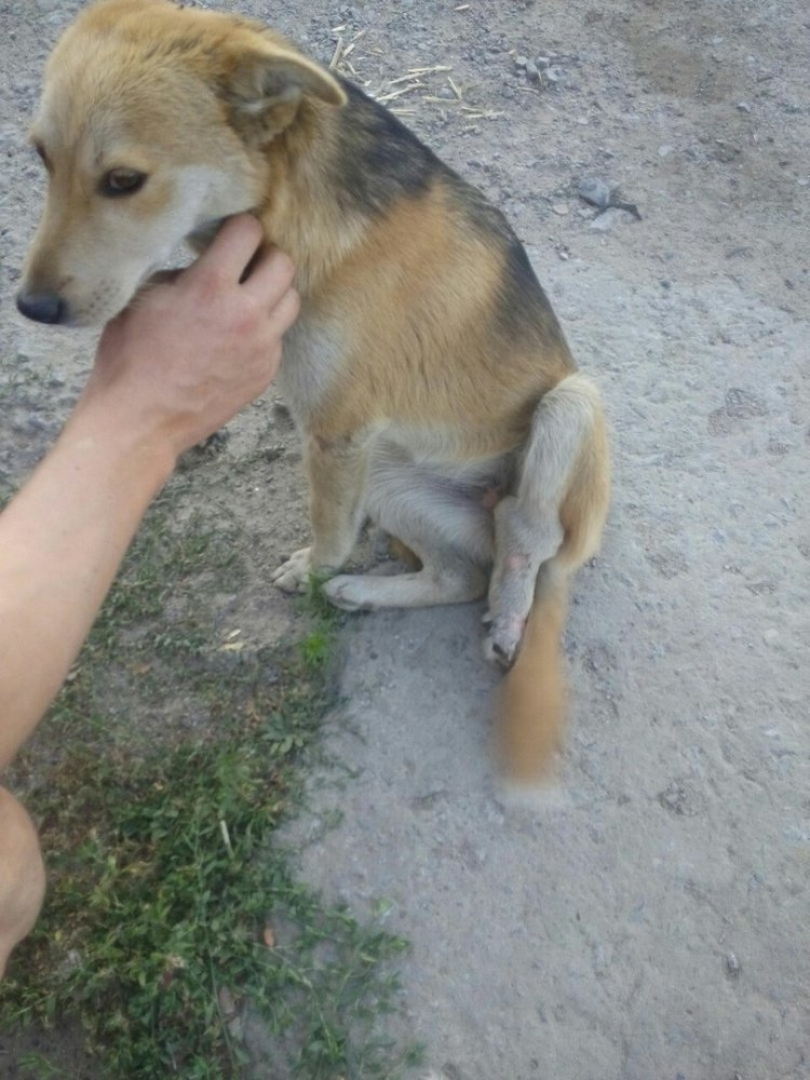 Волонтеры Камышина спасают собаке лапу и жизнь