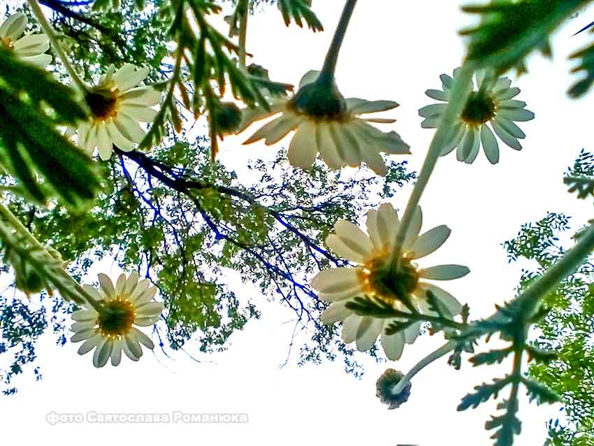 Дождь, солнце, ветер и снова дождь - таким будет вторник в Камышине