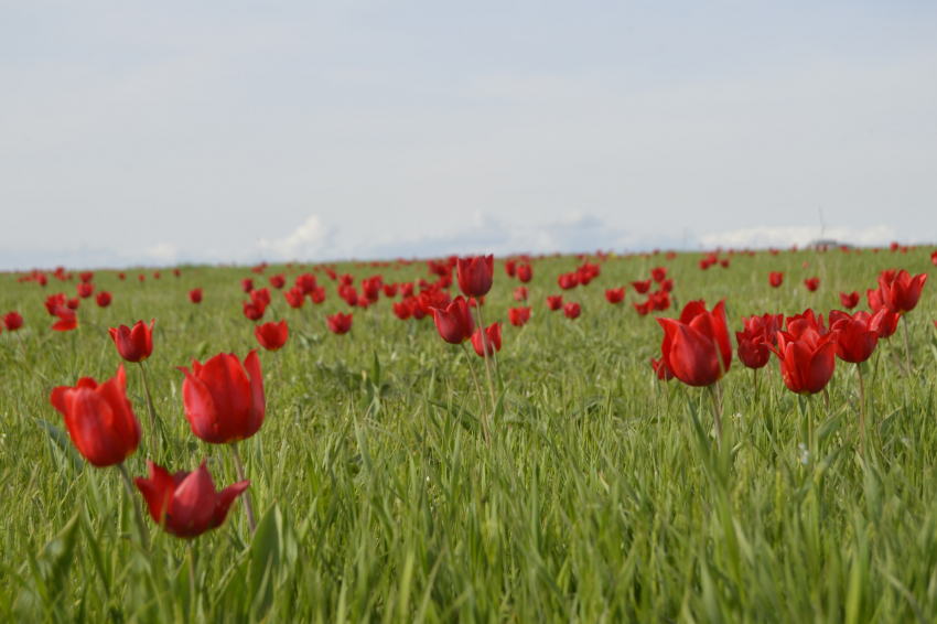 Туристы Волгоградской области вошли в ТОП-5 гостей фестиваля тюльпанов в Калмыкии