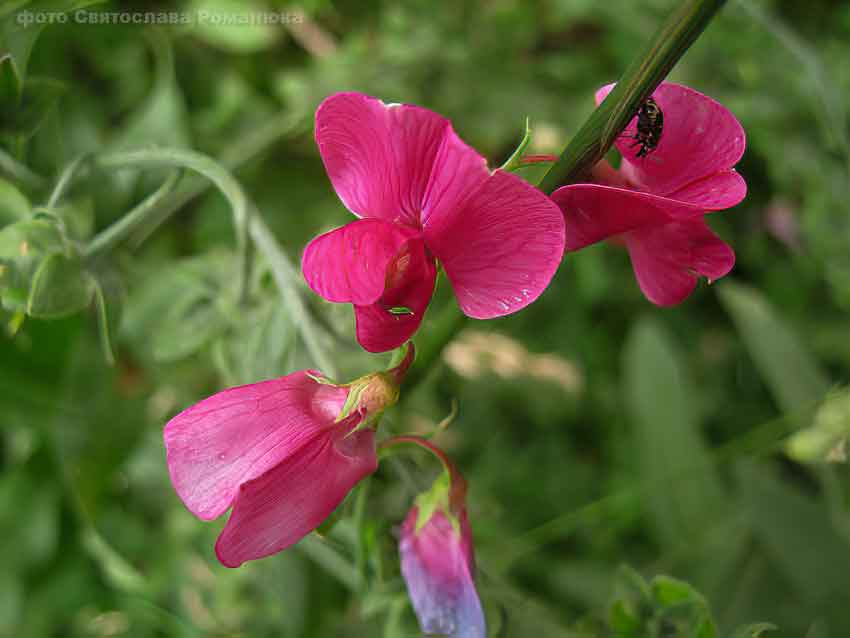 В Камышине конец недели из-за ветерка с северо-запада не будет очень жарким