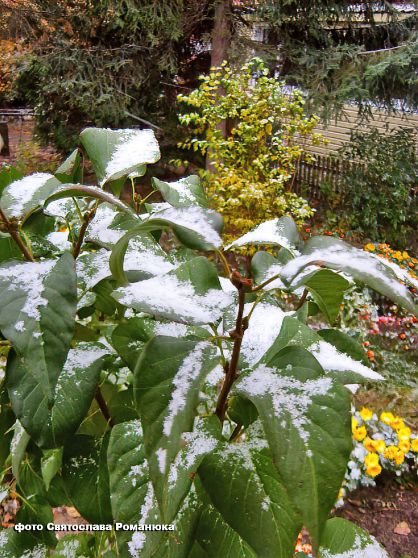 Сколько осталось времени до первого «серьезного» снегопада в Камышине?