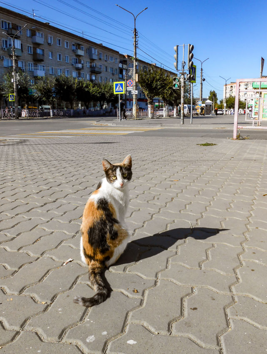 Что случилось на Камышинской ТЭЦ сегодня, 5 октября, из-за чего произошли массовые отключения электричества и воды в городе?