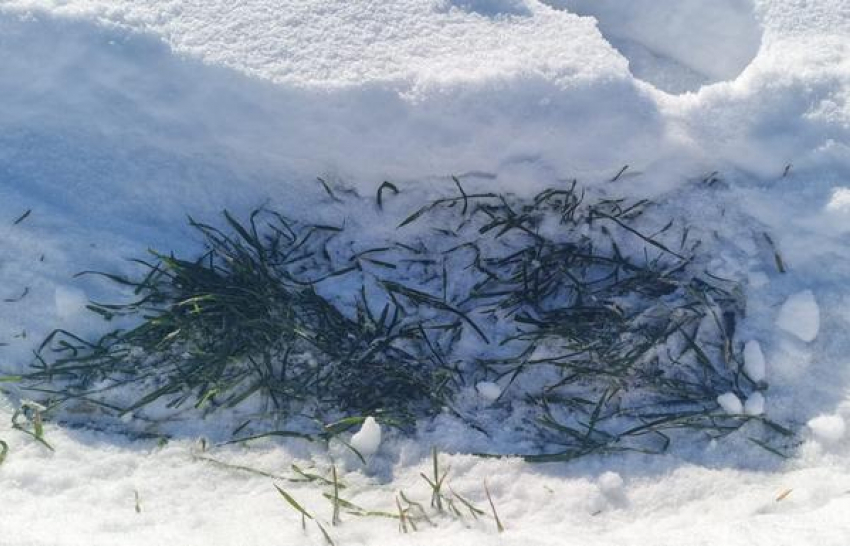 Камышинские аграрии боялись ледяной корки на озимых, но снег поправил ситуацию