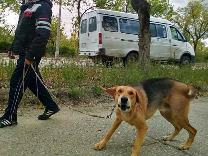 Дворовая собака чуть не загрызла 4-летнюю девочку в Волгоградской области