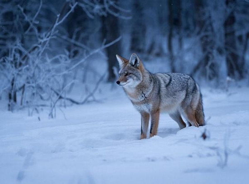 В Камышинском районе продолжится «лицензионный» отстрел шакалов