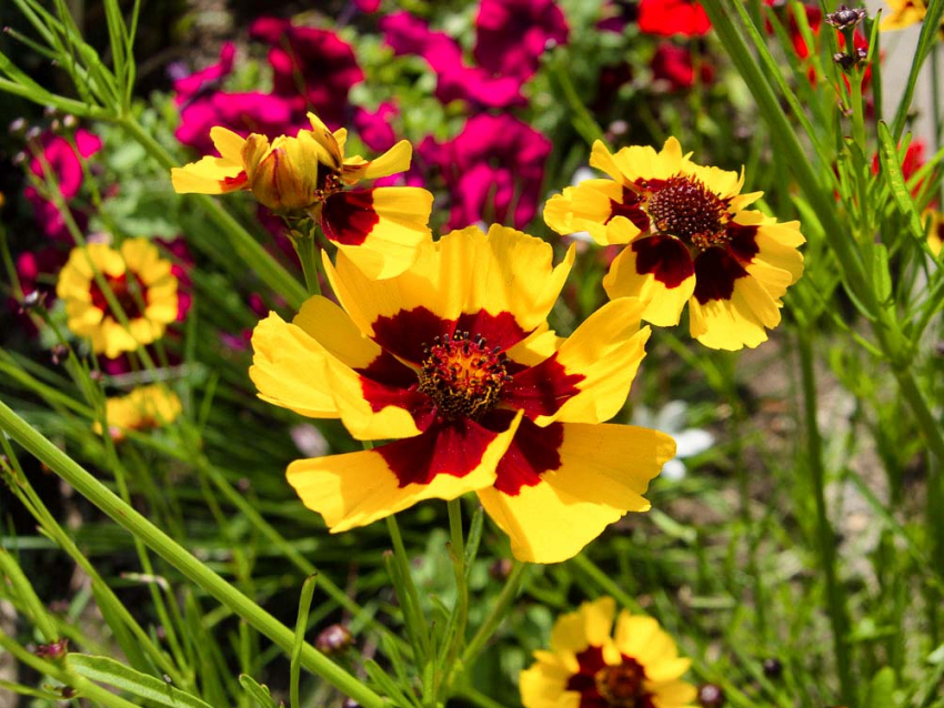 +30, духота, облака: погода в Камышине на 9 июля