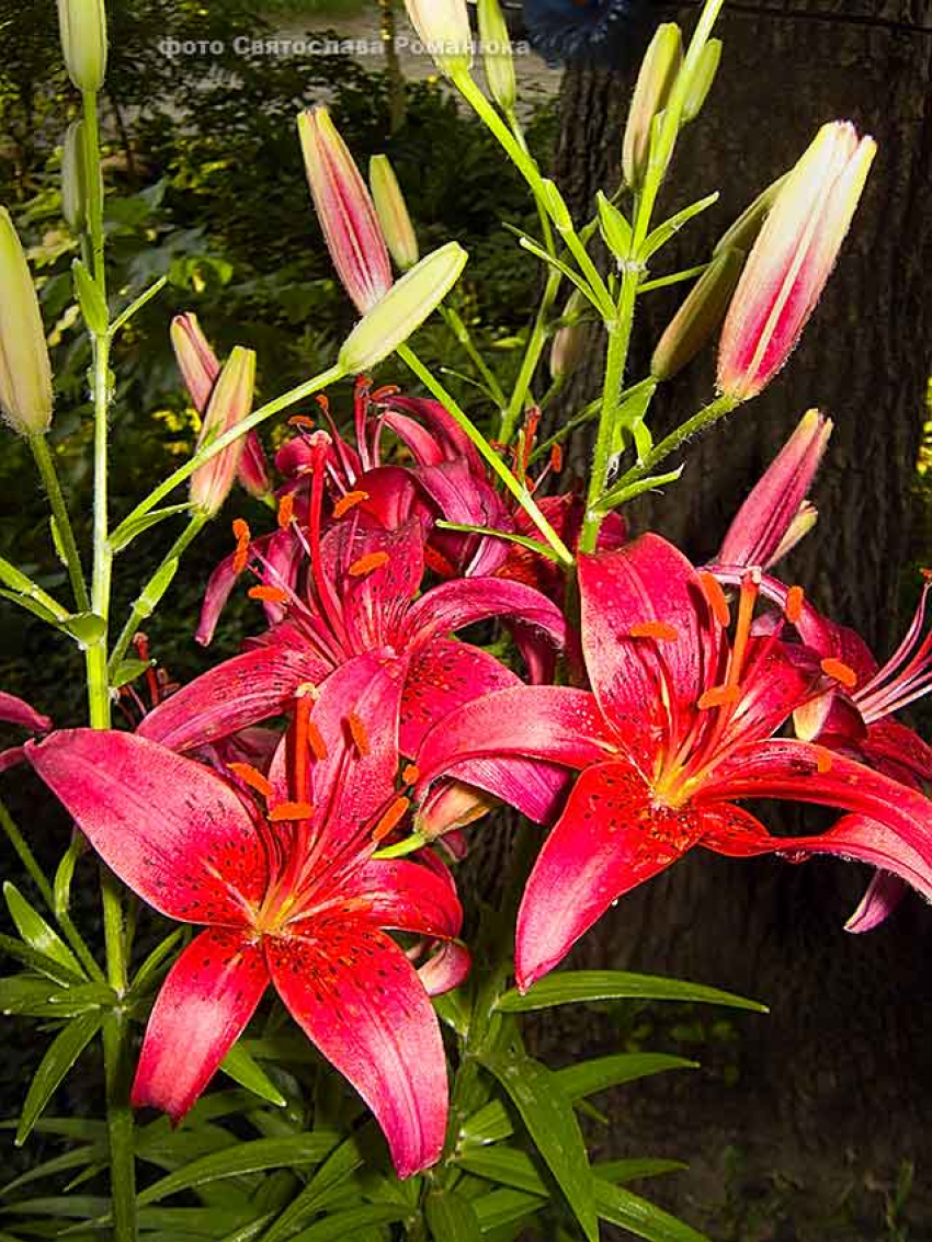 В Камышине на пару дней ослабит свой накал июльский зной