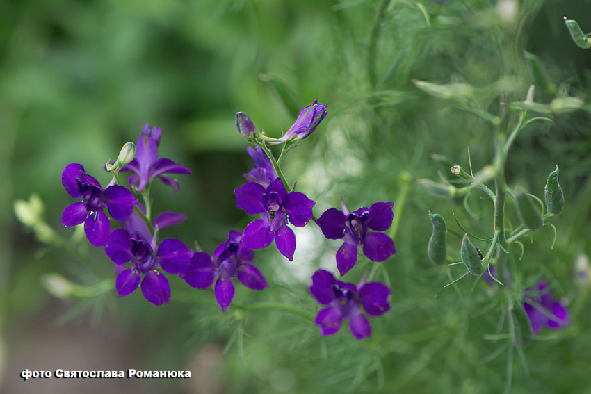 Над Камышином сгустятся облака, возможен небольшой дождь 27 июня